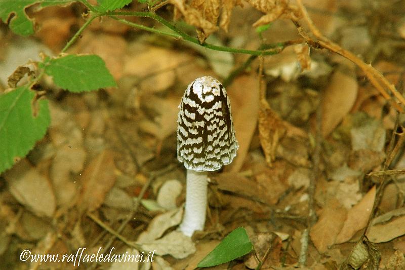 Funghi 1NOV08 (26).jpg